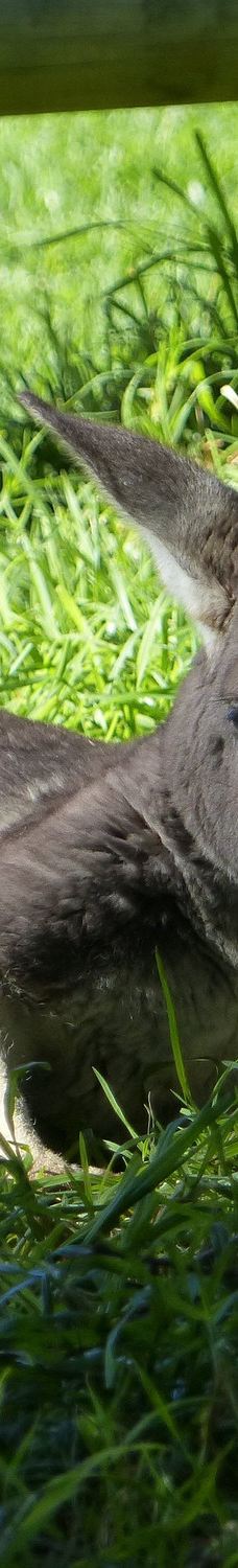 Bunbury Wildlife Park-South Bunbury