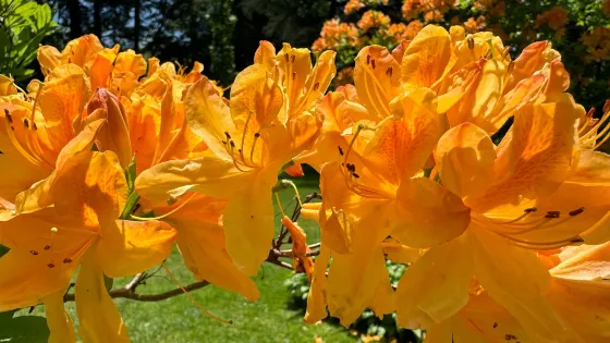 Van Vleck House & Gardens