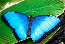 Butterfly Haven景点图片