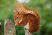 Alverstone Mead Nature Reserve景点图片