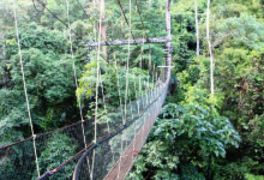 Mulu Skywalk景点图片