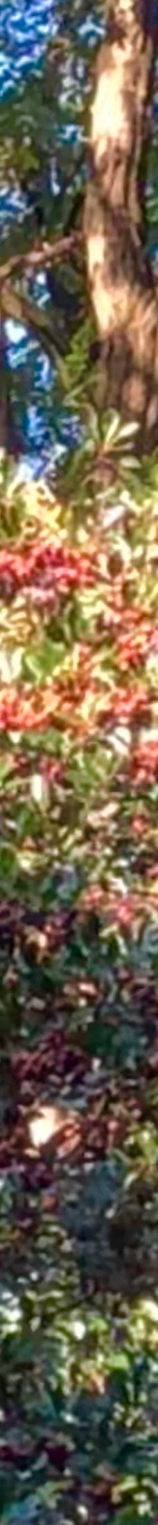 Alter Botanischer Garten-基尔