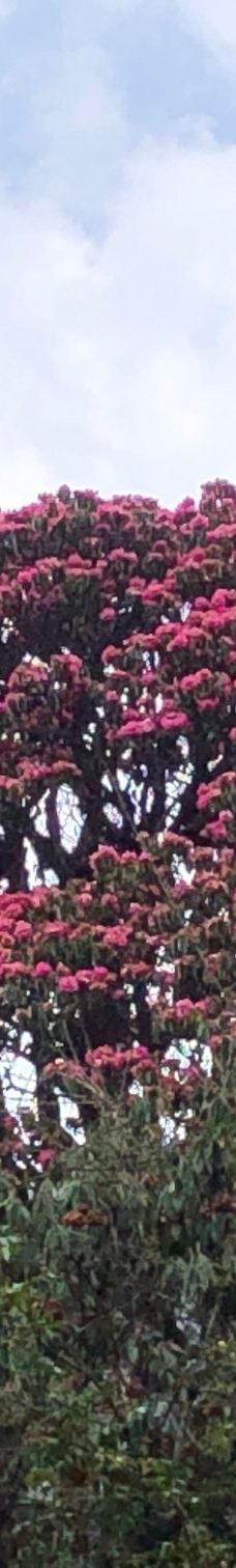 Annapurna Base Camp-卡斯基