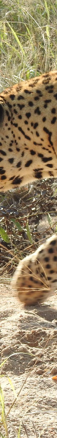 姆邦贝拉地方自治市