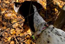 Milton Landing Dog Park景点图片
