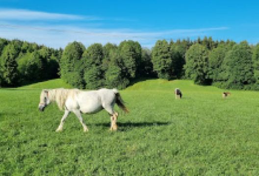 Mirna Gora景点图片