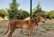 Perros Agility 24h Park景点图片