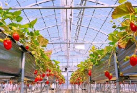 Yaita Satoyama Strawberry Farm景点图片