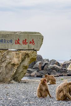 Hagachizaki Monkey Bay-南伊豆町