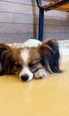 世界名犬牧场-前桥市