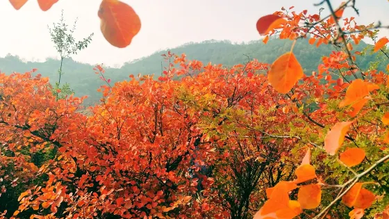 韓城香山紅葉