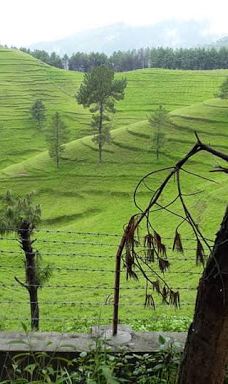 Camp Spring Wood Rest Resort-佐吉马拉