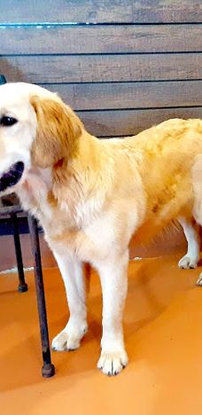 世界名犬牧场-前桥市