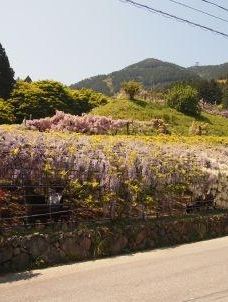 河内藤园-北九州