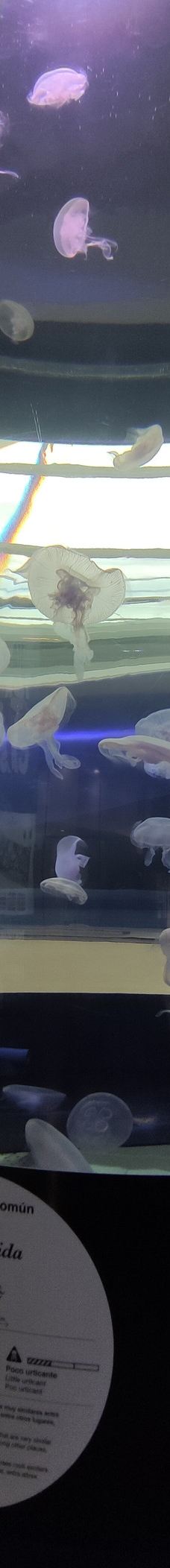 瓦伦西亚海洋公园-瓦伦西亚