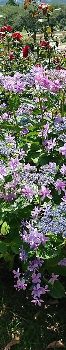 日本最大 鹿屋玫瑰园-鹿屋市