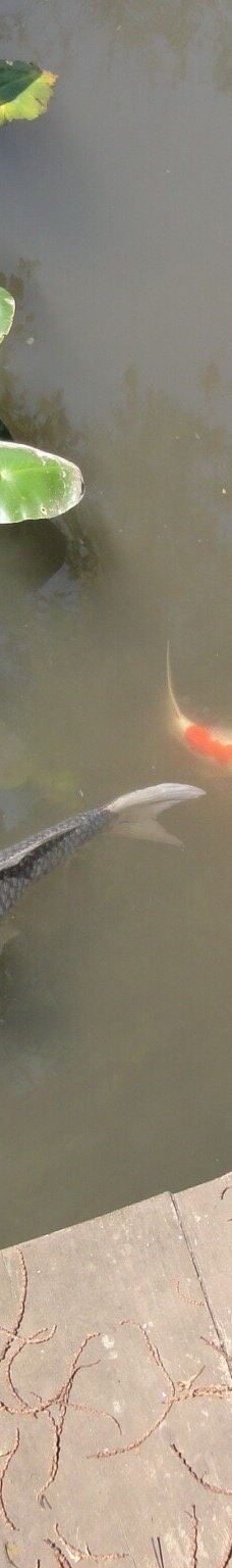 大神ファーム-日出町