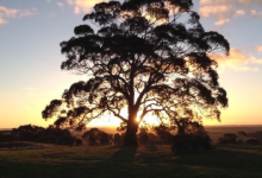 Gosling Creek Winery景点图片