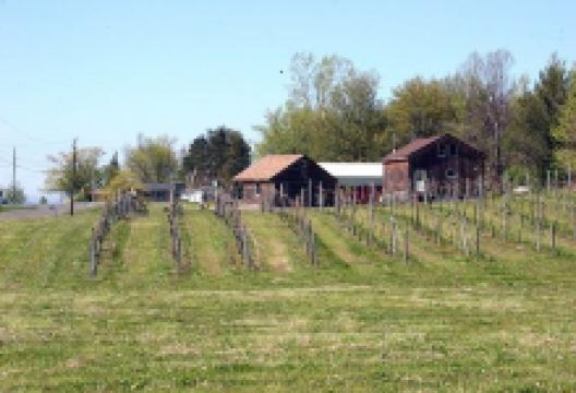 Thorpe Vineyard景点图片