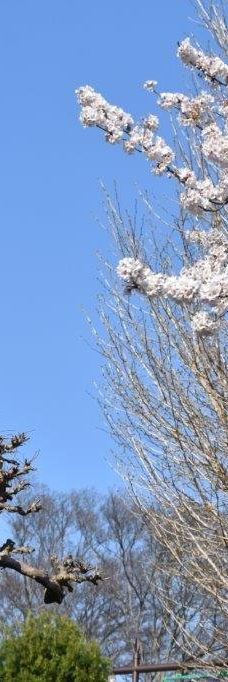 大善院-东村山市