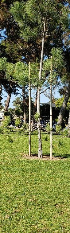 Pines Park-达纳点