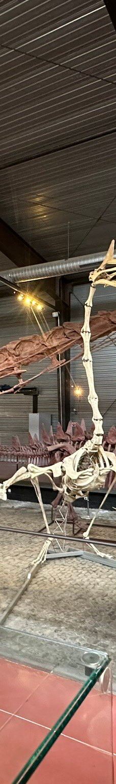 Musee des Dinosaures 'Dinosauria'-埃斯佩拉扎