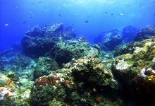 Corn Island Dive Center购物图片