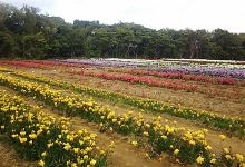 Hakkeisan Freesia Farm景点图片