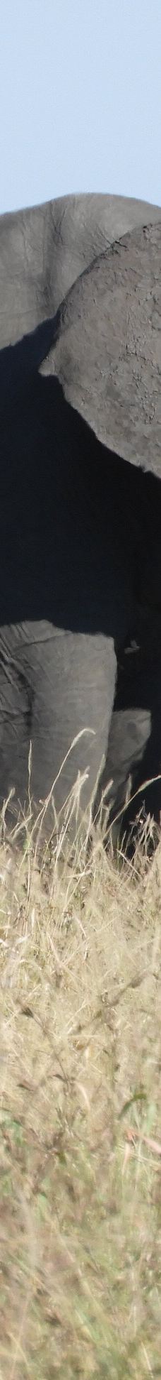 姆邦贝拉地方自治市