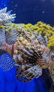奥尼里亚水族馆-卡内普拉日