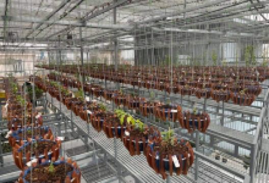 Vườn Lan Đảng Linh购物图片