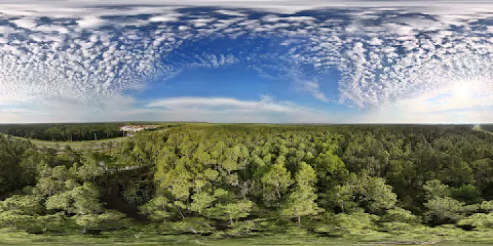 Longleaf Pine Preserve