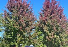 Rust Park景点图片