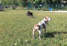 Hunde Freilaufzone Amstetten景点图片