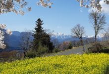 鵜山の桜並木景点图片