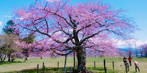 長壽桜
