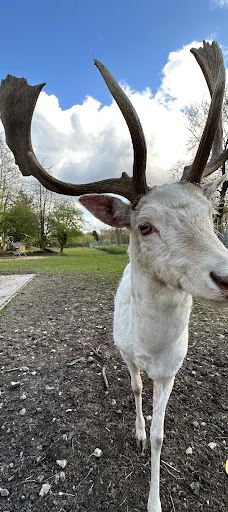 Wildgehege Marienhölzung-弗伦斯堡