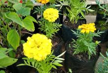 Vivero rio bueno购物图片
