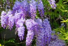 Plantenzand.nl购物图片