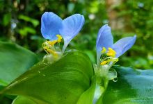Kyauk Taw Yaung Conservation Orientated Garden景点图片