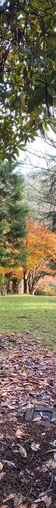 Maroondah Reservoir Park-希尔斯维尔