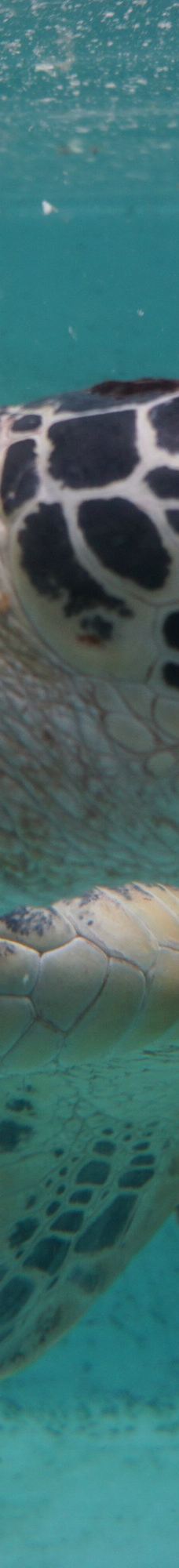 仙台海洋森林水族馆-仙台