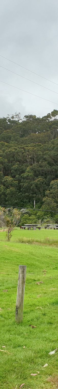 坎尼特河沿岸考拉步行道-Kennett River