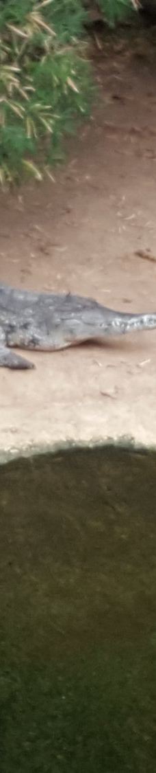 Biotropica, animal gardens-瓦德勒伊