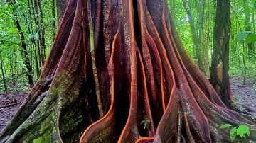 Corcovado National Park