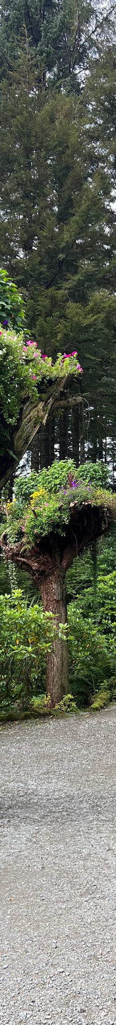 Glacier Gardens Rainforest Adventure-朱诺