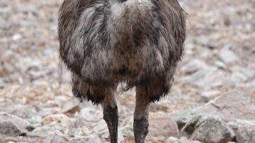 Mount Remarkable National Park