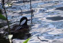 RSPB Weymouth Wetlands at Radipole Lake Nature Reserve景点图片