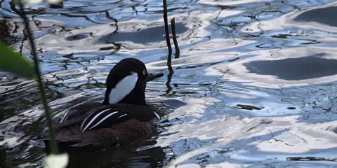 RSPB Weymouth Wetlands at Radipole Lake Nature Reserve