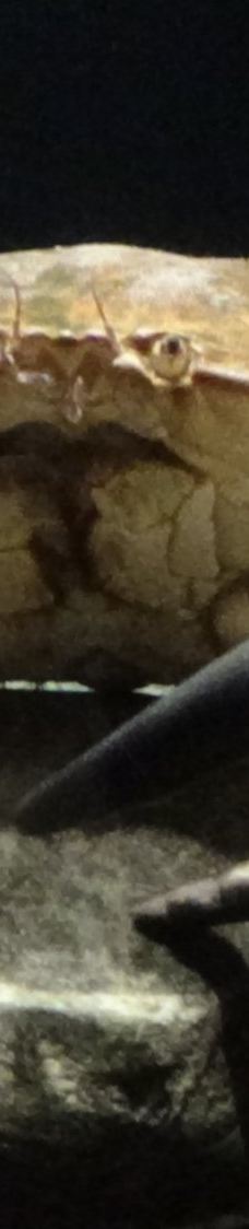 北海博物馆-希茨海尔斯